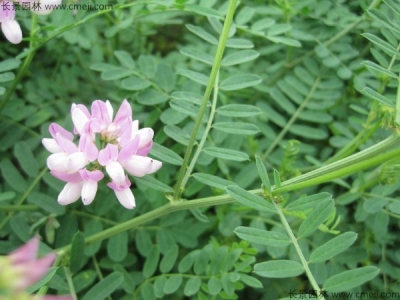 小冠花種子的種植方法，什么時(shí)候播種？
