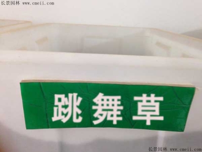 跳舞草種子價格，多少錢一斤？