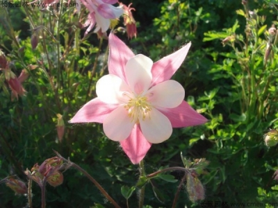 小花耬斗菜種子多少錢一斤？