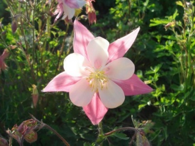 大花耬斗菜種子幾月播種最好？