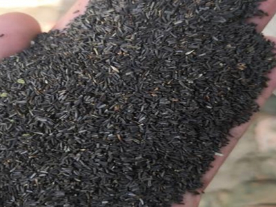黑心菊種子什么時候成熟？