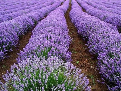 薰衣草種子到開(kāi)花需要多久？