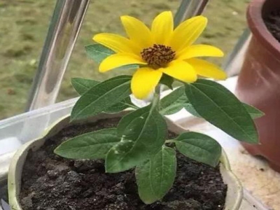 矮向日葵種子種多久開花？