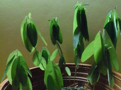 跳舞草種子幾天發(fā)芽？