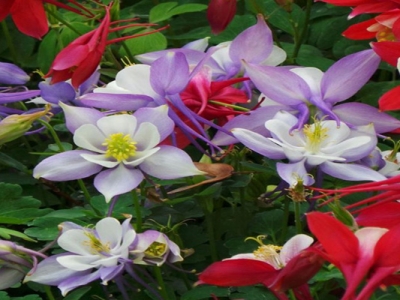 耬斗菜種子幾天后發(fā)芽？