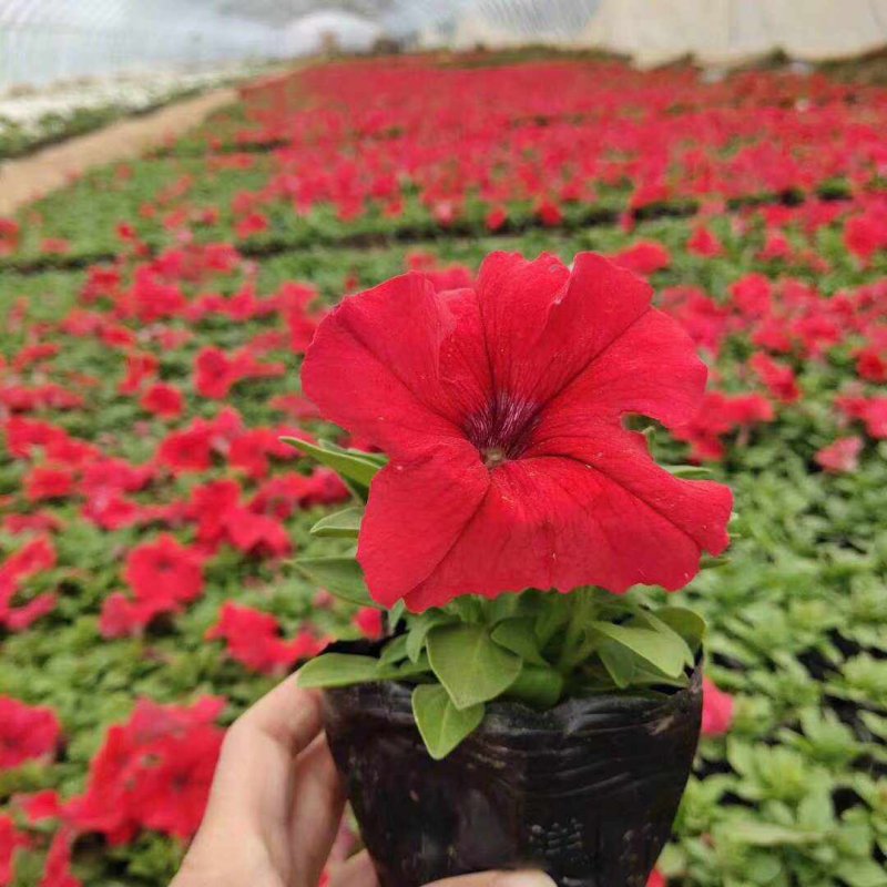 正紅大紅色矮牽?；ǘ?/>
</p>
<p style=